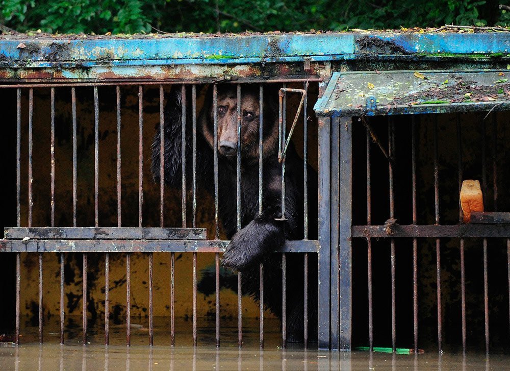 1000x727, 195 Kb / бурый медведь, клетка, зоопарк, потоп, тайфун, вода, взгляд, обреченность, Приморский край, Уссурийск
