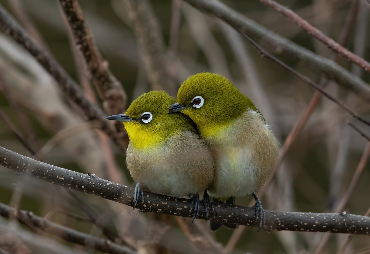 1452x1000, 160 Kb / птичка, птица, две, ветка