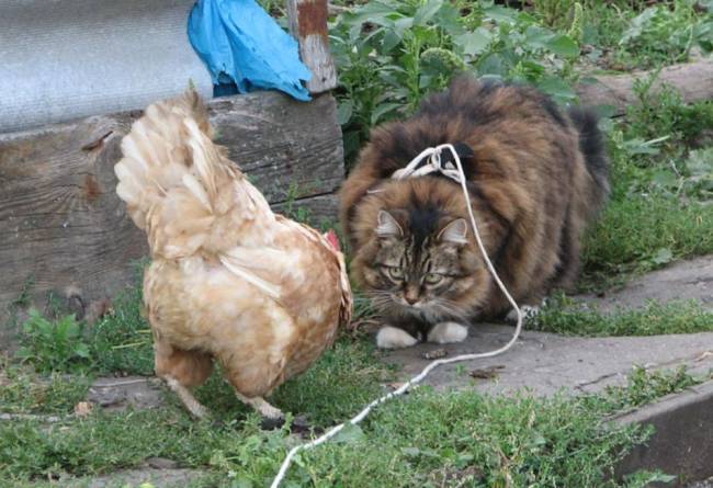 650x445, 59 Kb / кошка, курица