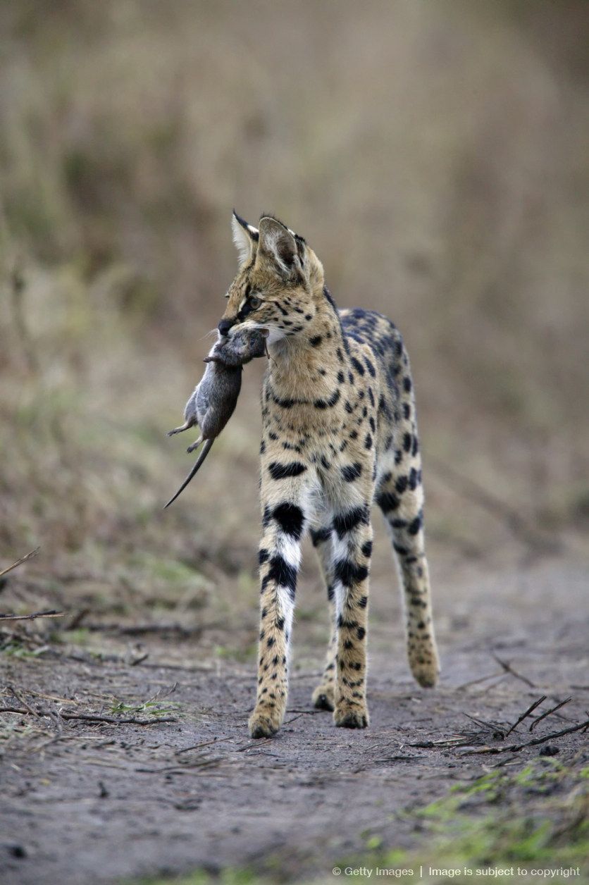 836x1256, 123 Kb / кот, сервал, мышь