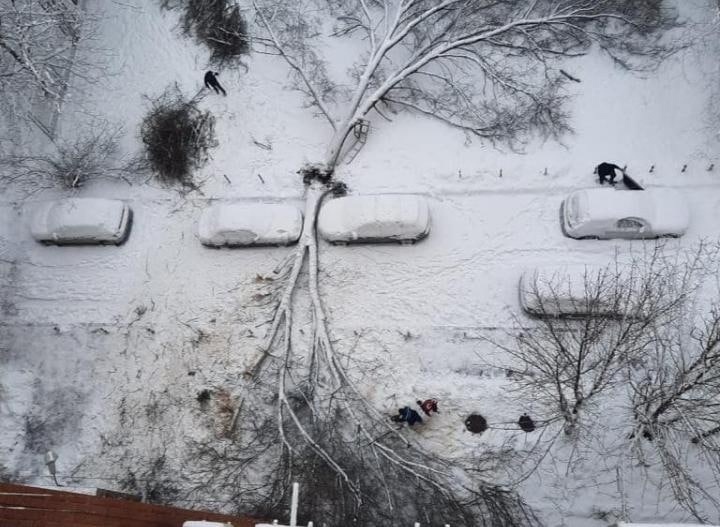 720x527, 109 Kb / везение, машины, дерево, ствол, снег, зима, двор, Ростов