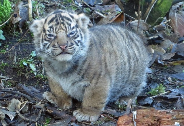 640x439, 106 Kb / Тигренок, пушистый, листва