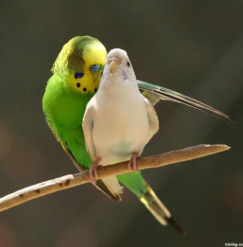 788x800, 56 Kb / попугаи