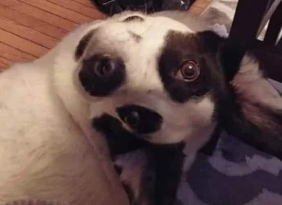 1124x819, 55 Kb / собака