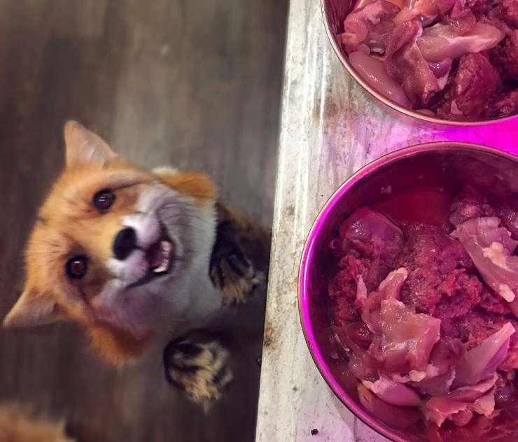 740x631, 150 Kb / Лиса, стол, еда