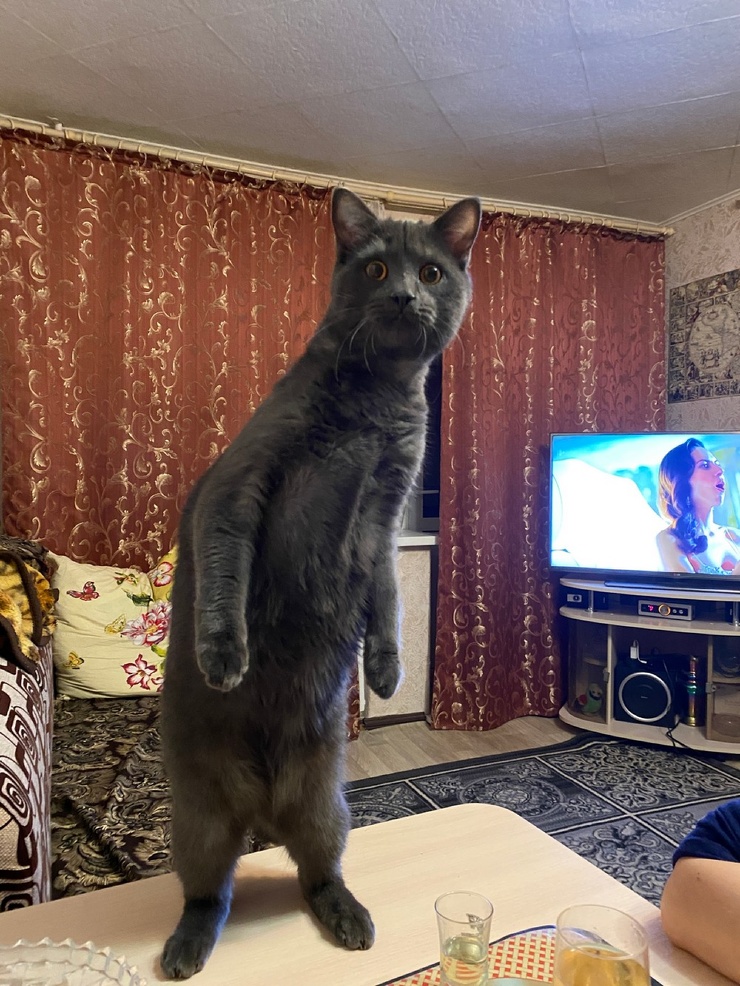 740x986, 300 Kb / кот, телевизор, шторы, стол