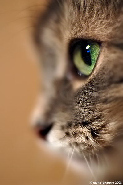 399x600, 42 Kb / кошка, морда