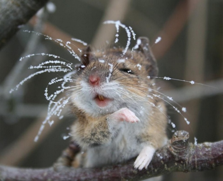 740x600, 109 Kb / Мышь, грызун, ветка, усики, иней