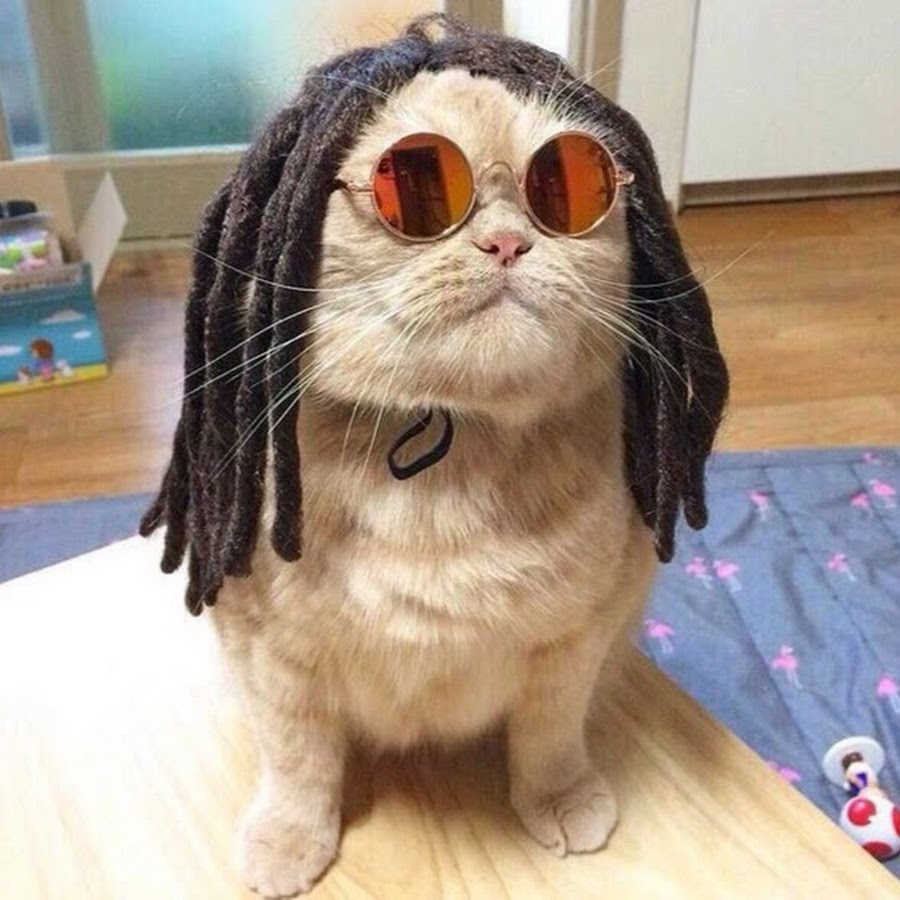 900x900, 114 Kb / кот, кошка, дреды, очки, парик
