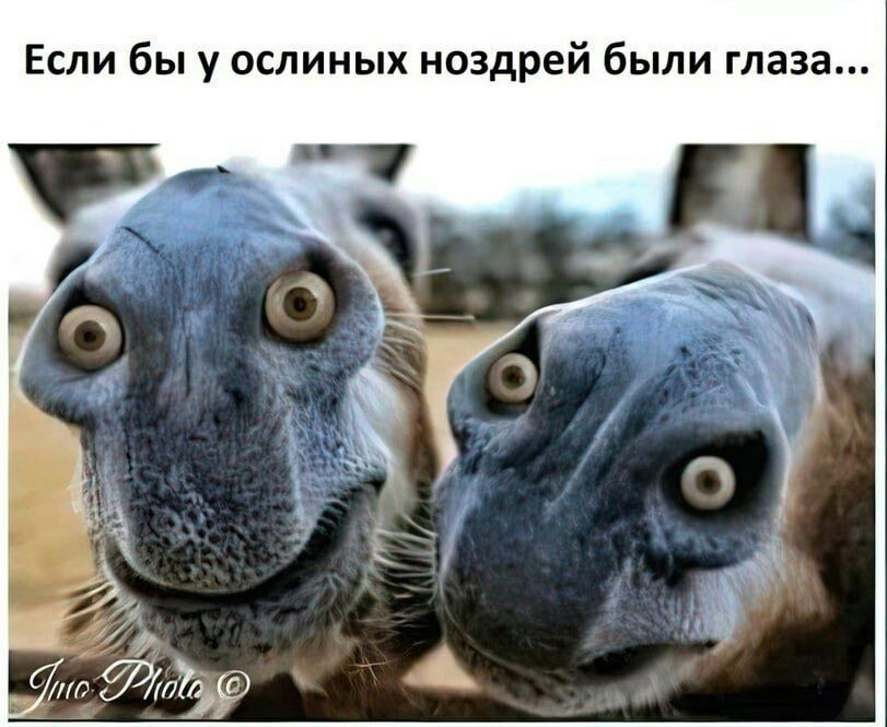 811x665, 80 Kb / Глаза, ослы, ноздри