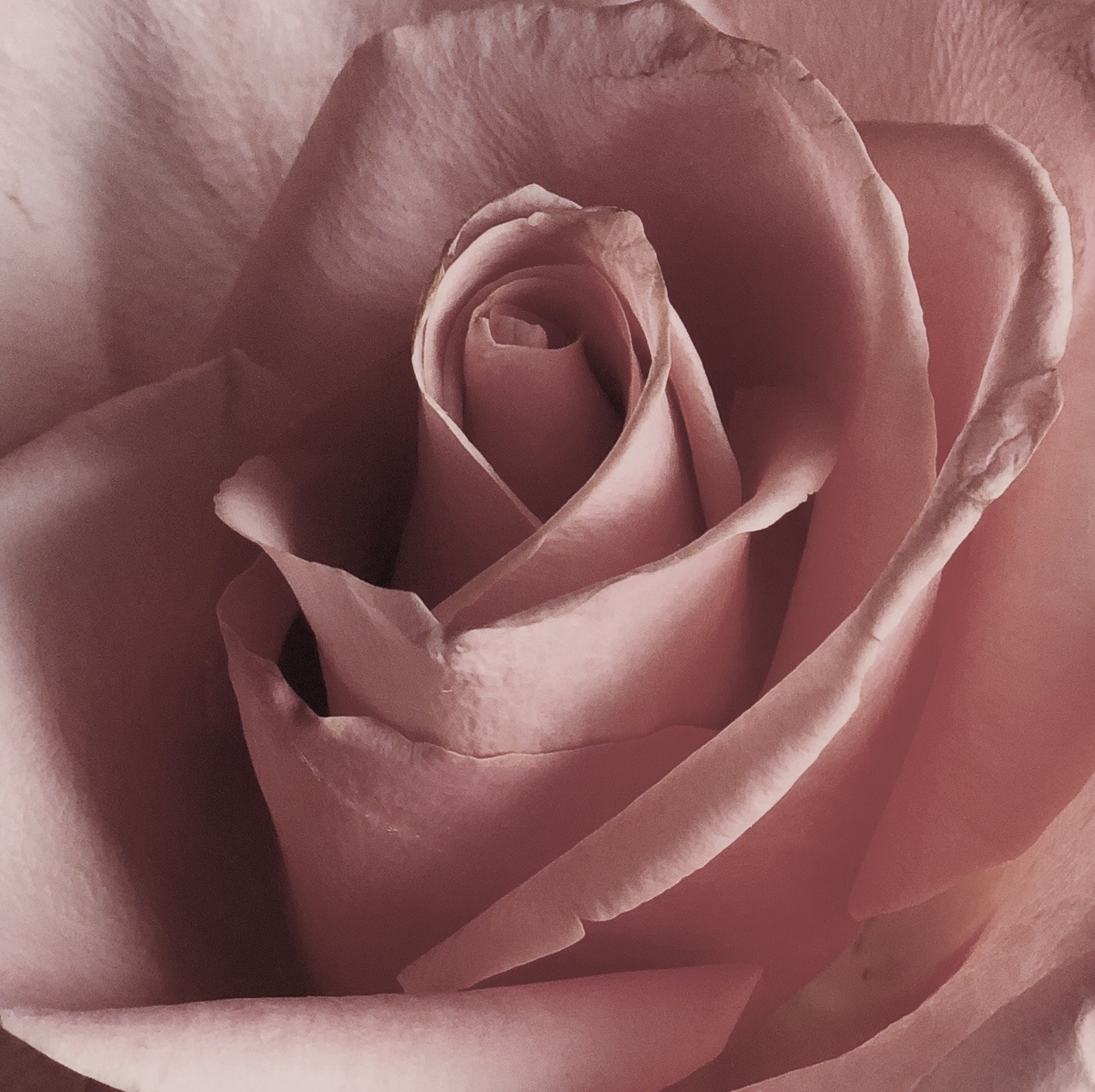 1280x1277, 351 Kb / розовая, роза