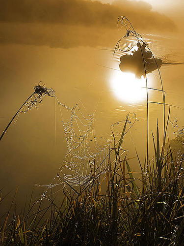 375x500, 135 Kb / лето, паутина, роса, вода,