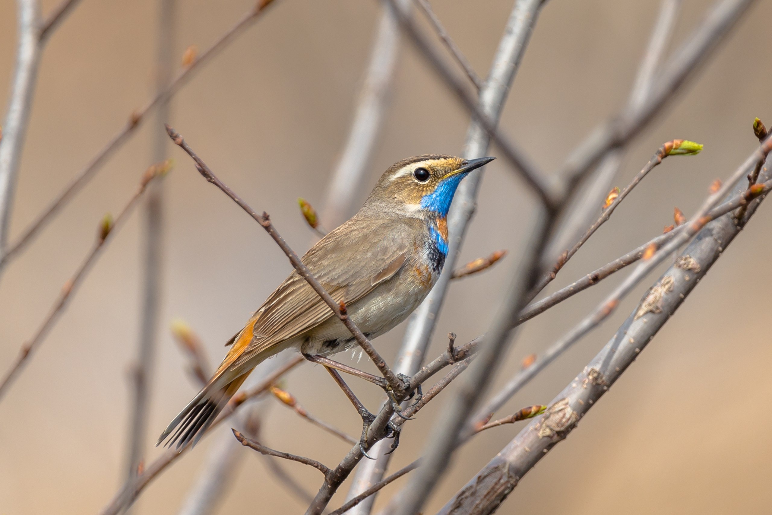 2560x1707, 597 Kb / варакушка, самец, птица