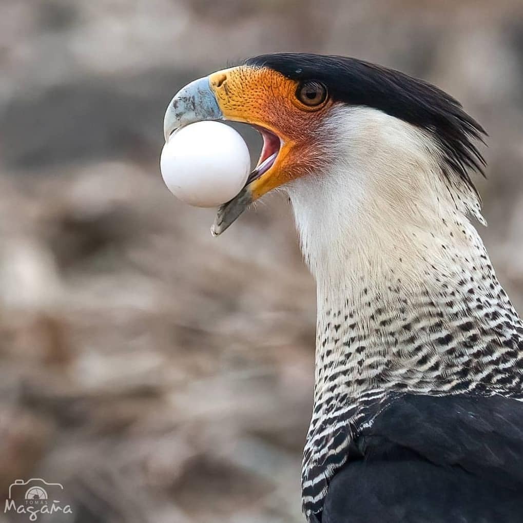 1019x1019, 112 Kb / яйцо, клюв, каракара, каранча, сокол