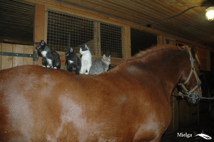 700x465, 78 Kb / лошадь, котята