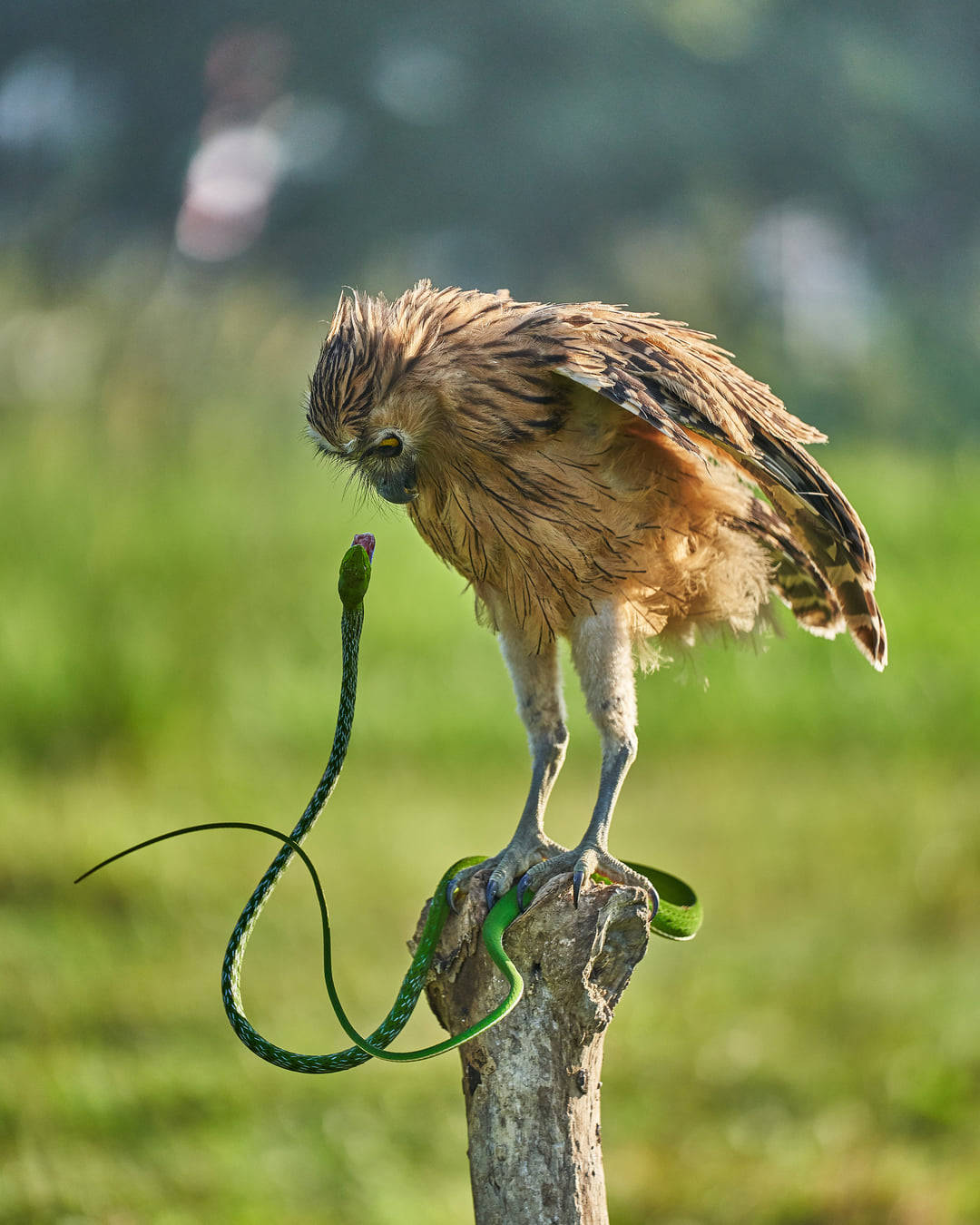 1080x1350, 154 Kb / змея, сова, ветка, дерево, Stanley Budiman
