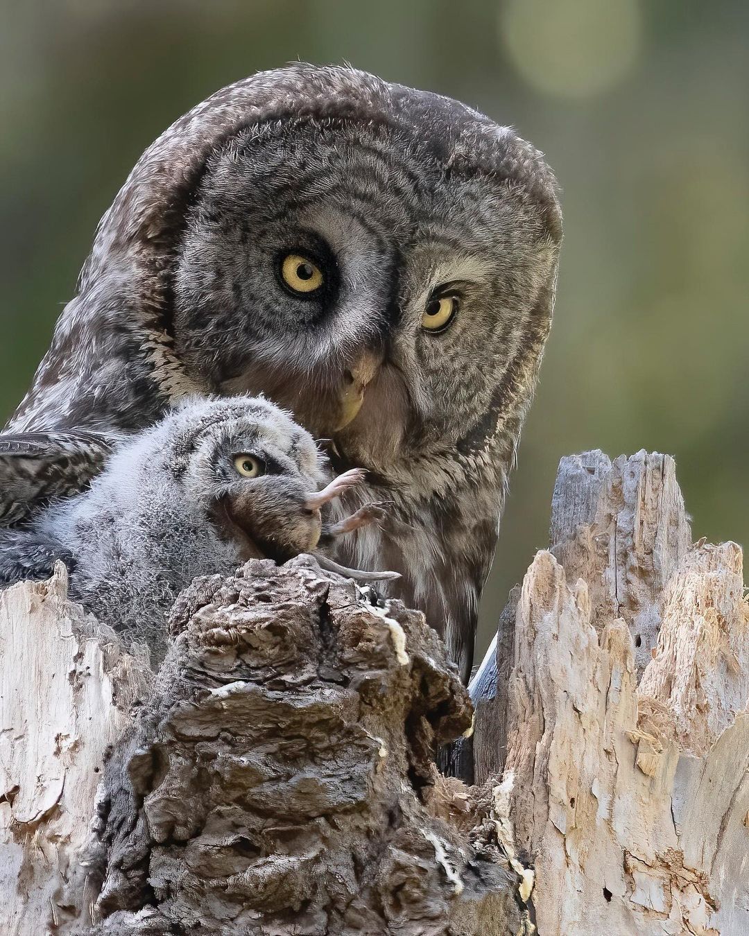 1080x1350, 392 Kb / сова, бородатая неясыть, птенец, пень, дерево, мышь