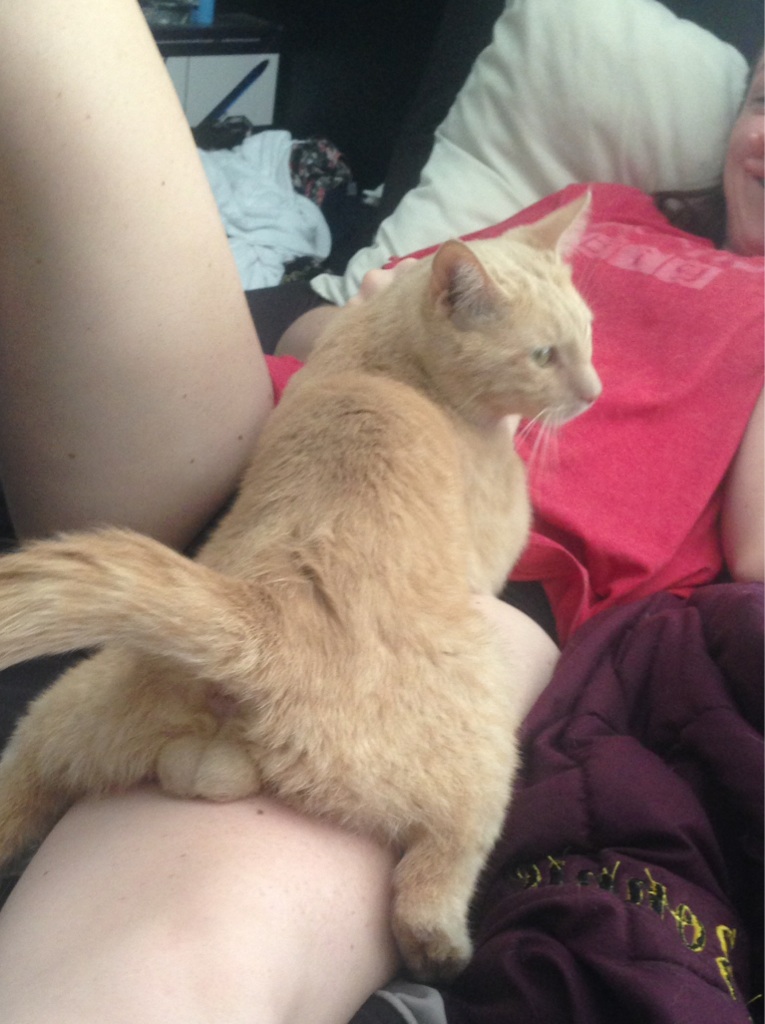 765x1024, 174 Kb / кот, яйца, нога, рыжий