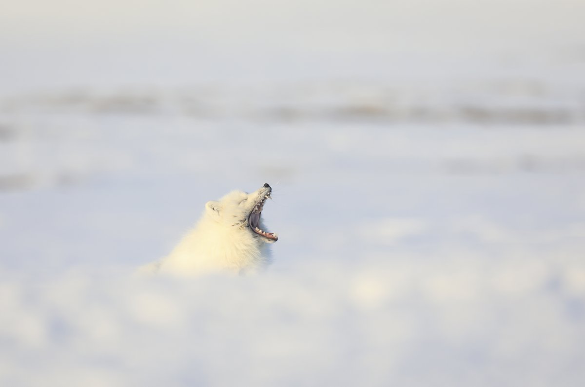 1200x794, 26 Kb / снег, песец, остров Врангеля, зубы, пасть