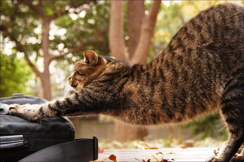 800x532, 103 Kb / кот, потягивание