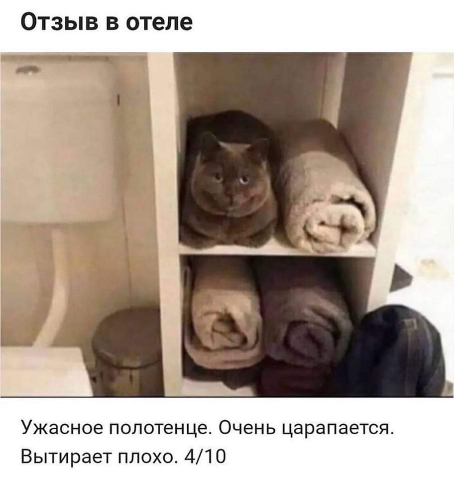 912x960, 44 Kb / Кот, полотенце, отель