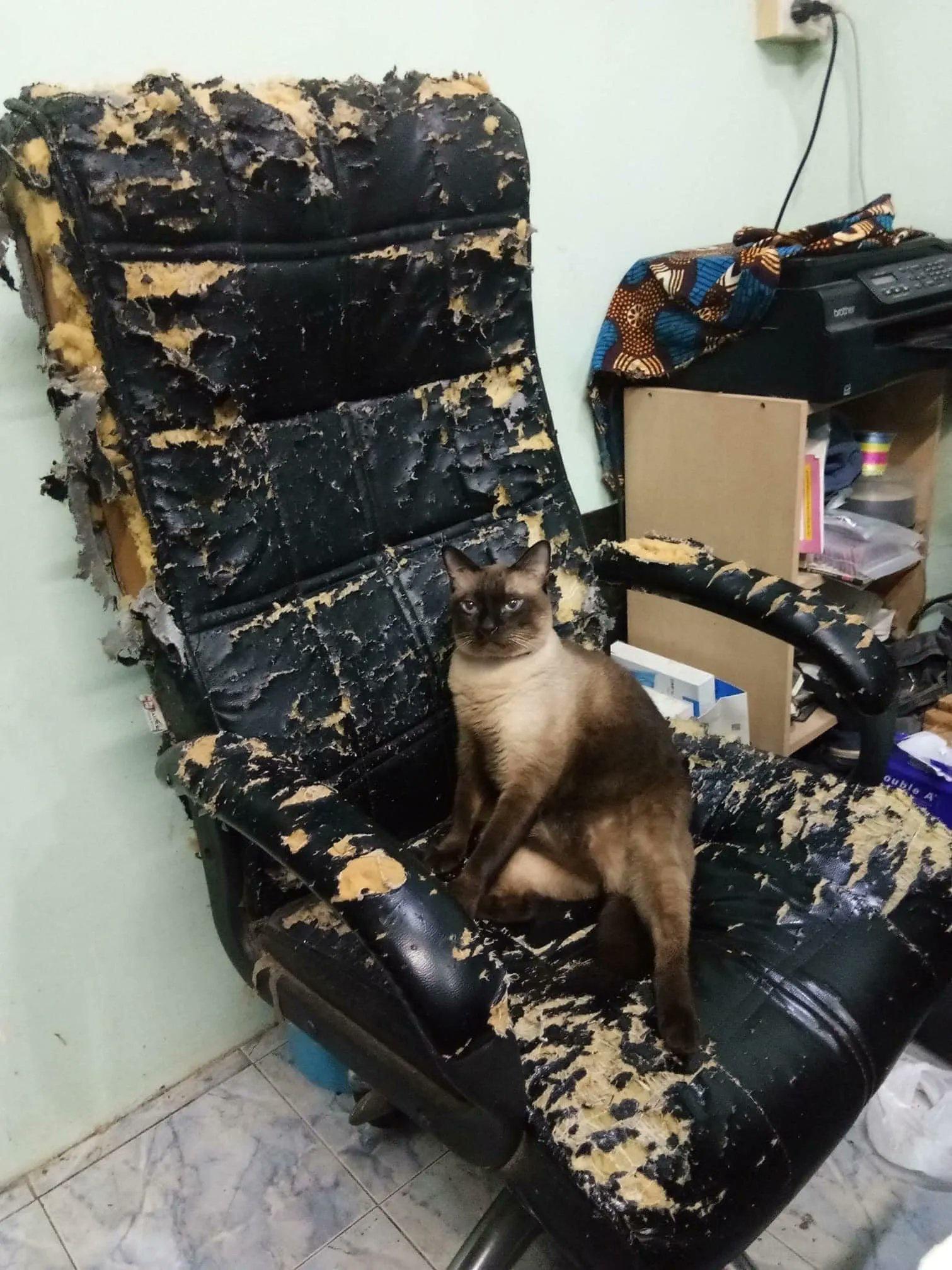 1511x2015, 328 Kb / кот, кошка, кресло