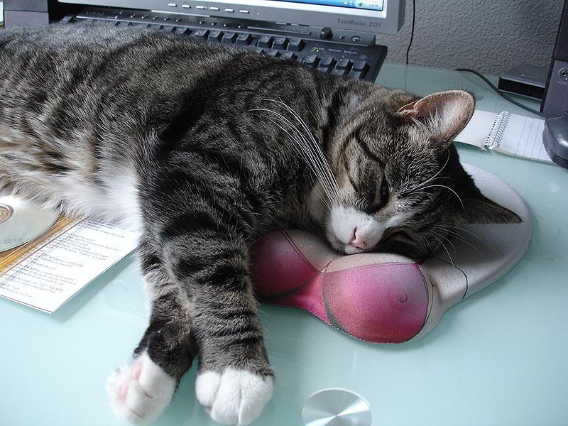 800x600, 145 Kb / коврик, кот