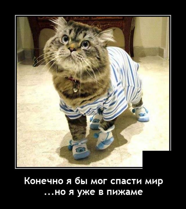 640x718, 62 Kb / Кот, пижама, тапки, демотиватор