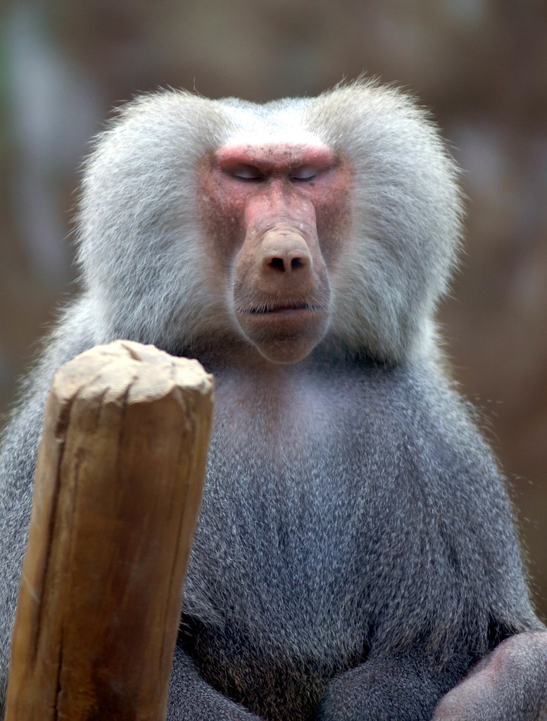 777x1024, 172 Kb / обезьяна, палка, гамадрил, павиан