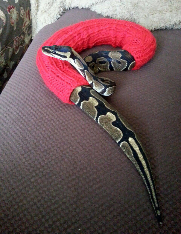 605x784, 86 Kb / змея, питон, удав, свитер