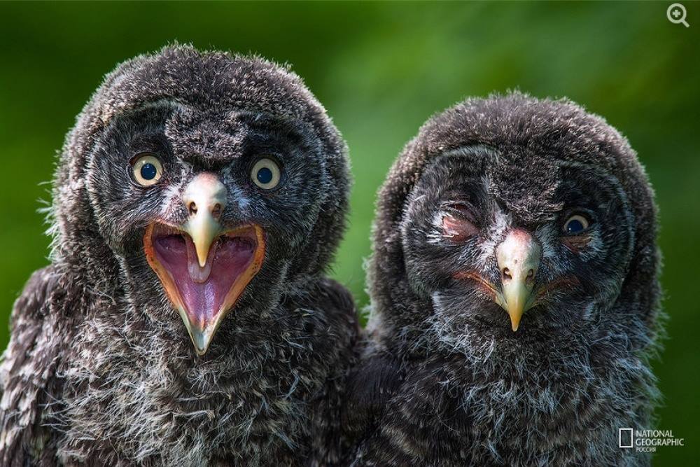 1000x667, 135 Kb / сова, неясыть