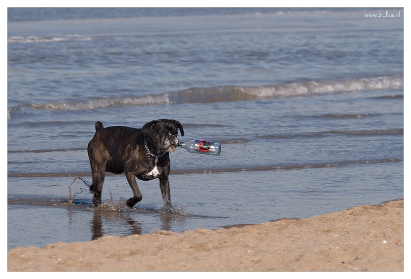 830x565, 167 Kb / собака, море