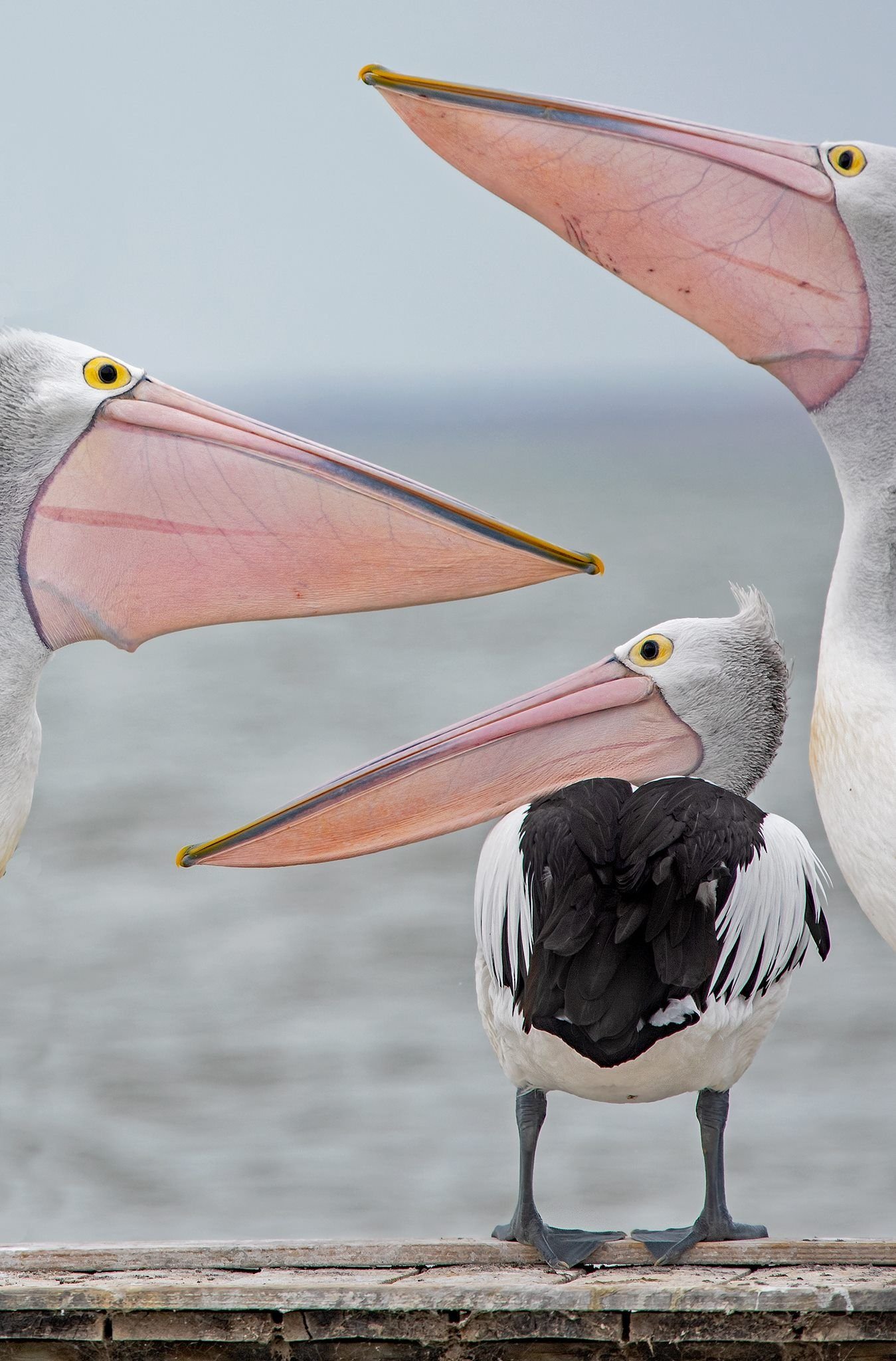 1349x2048, 347 Kb / Австралийский пеликан