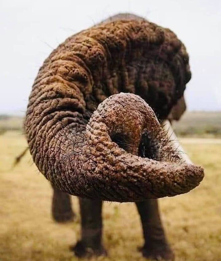 719x849, 64 Kb / слон, хобот