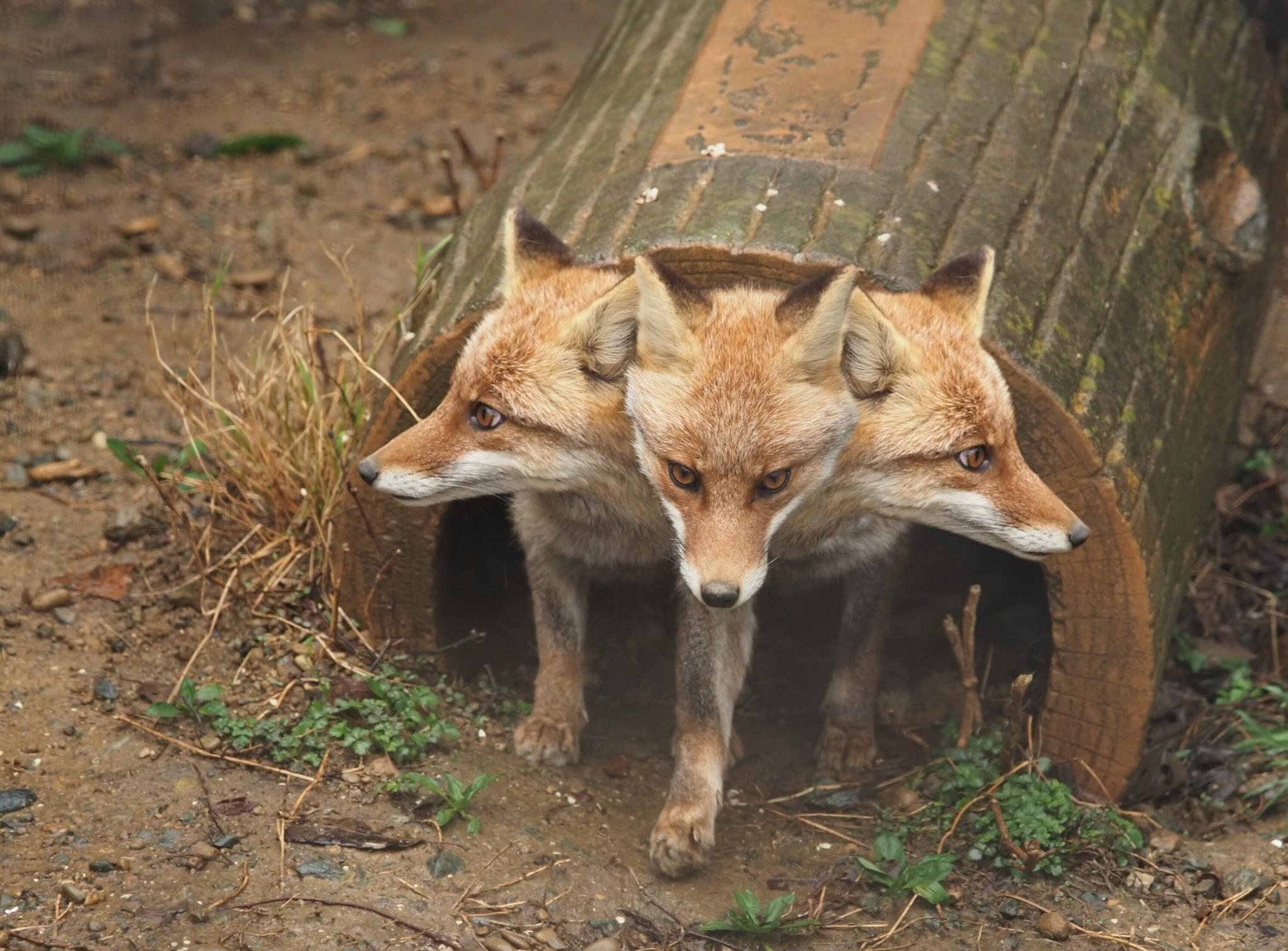 2043x1508, 326 Kb / Лисята, трое, лиса, бревно, дупло, фотошоп