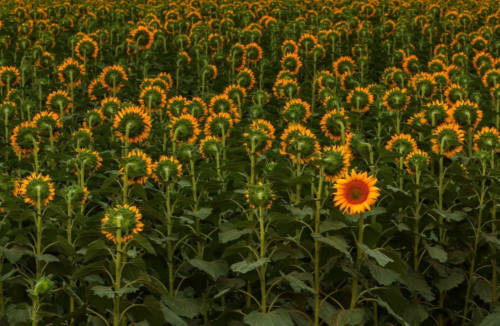 1598x1042, 528 Kb / подсолнухи, поле