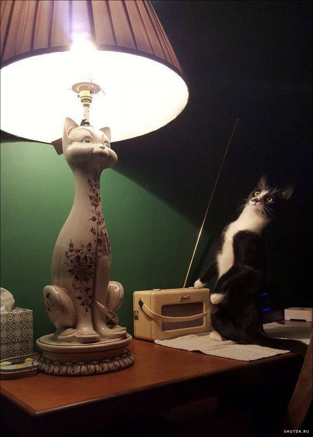 1002x1400, 211 Kb / Кот, кошка, лампа, стол, радио, приемник