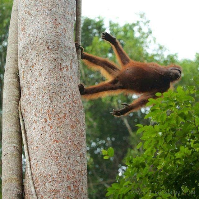 640x640, 77 Kb / дерево, обезьяна, орангутанг
