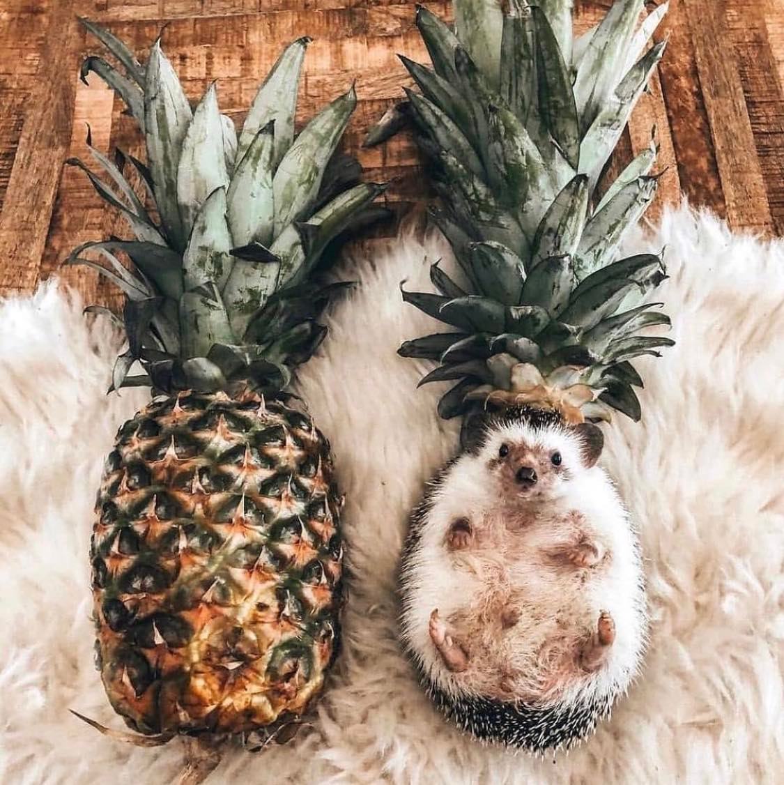 1125x1126, 203 Kb / ежик, ананас, мех, шкура