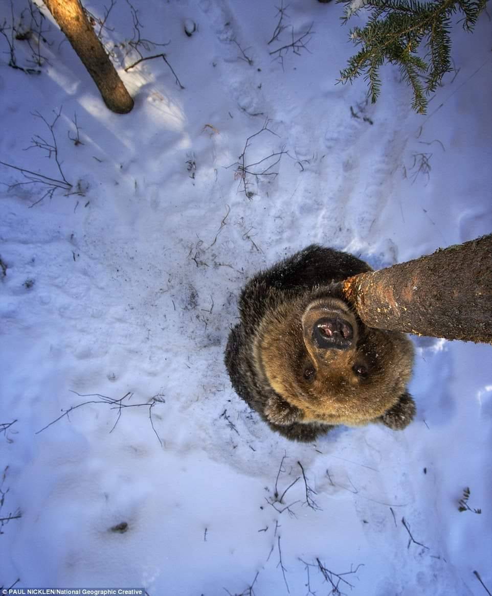 962x1166, 108 Kb / дерево, медведь, снег