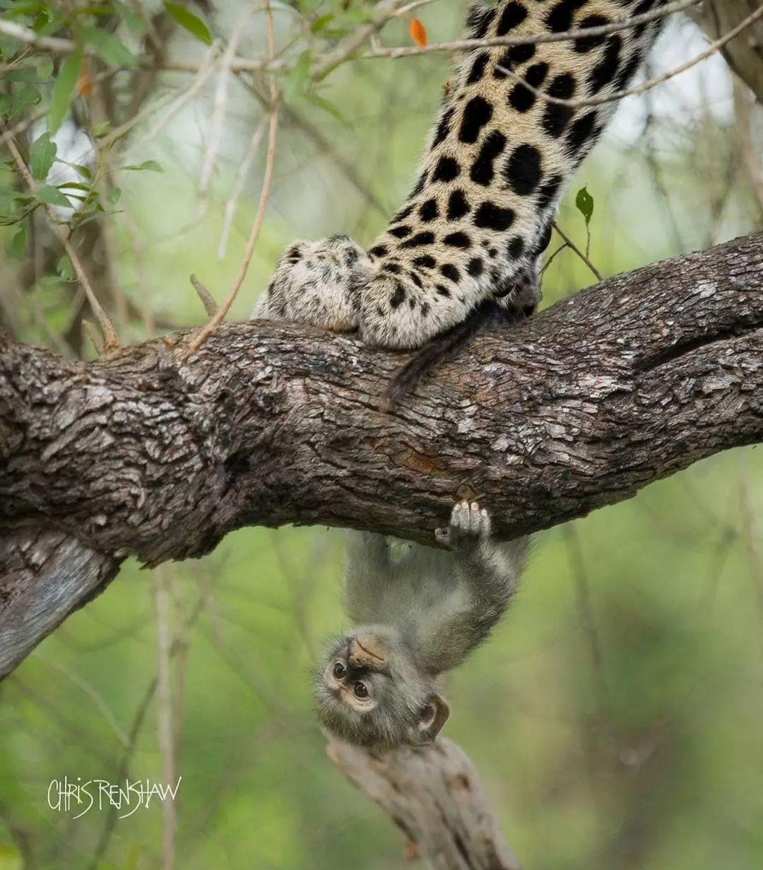 1080x1230, 182 Kb / лапа, обезьяна, леопард, дерево, ветка