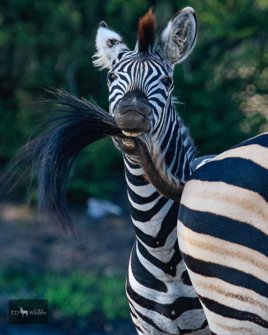 1080x1350, 215 Kb / зебра, хвост, Kruger National Park, Ethan Day