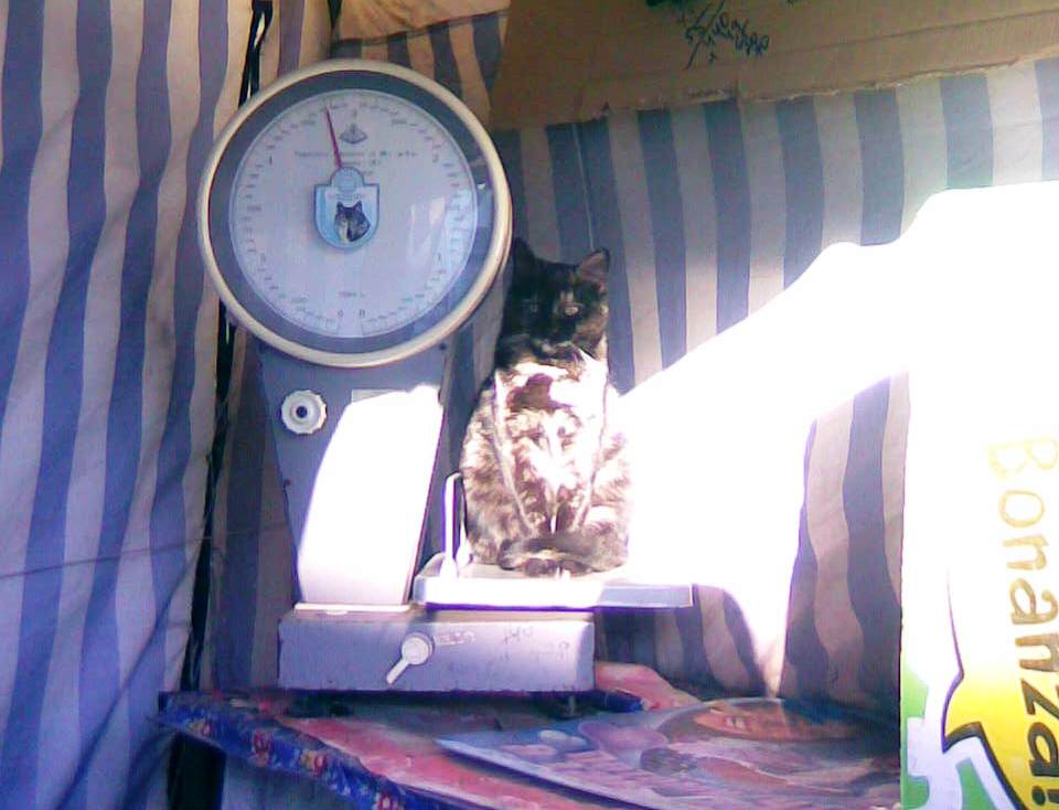 960x734, 73 Kb / весы,кошка,палатка,свет