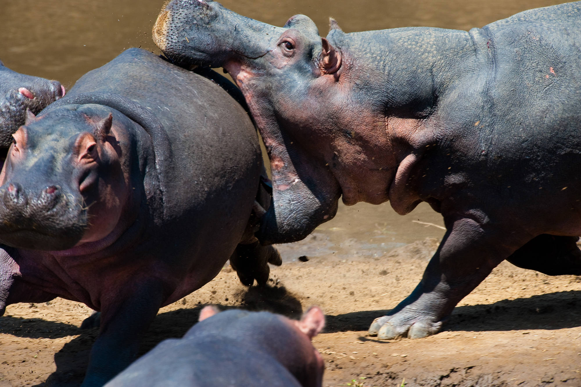 2000x1332, 422 Kb / бегемот, кусь