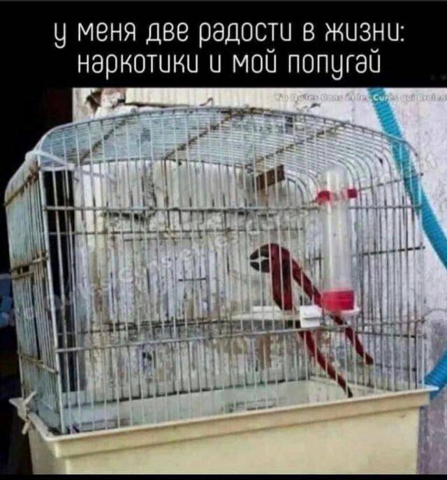 640x688, 61 Kb / радость, клетка, попугай, ключ, показалось