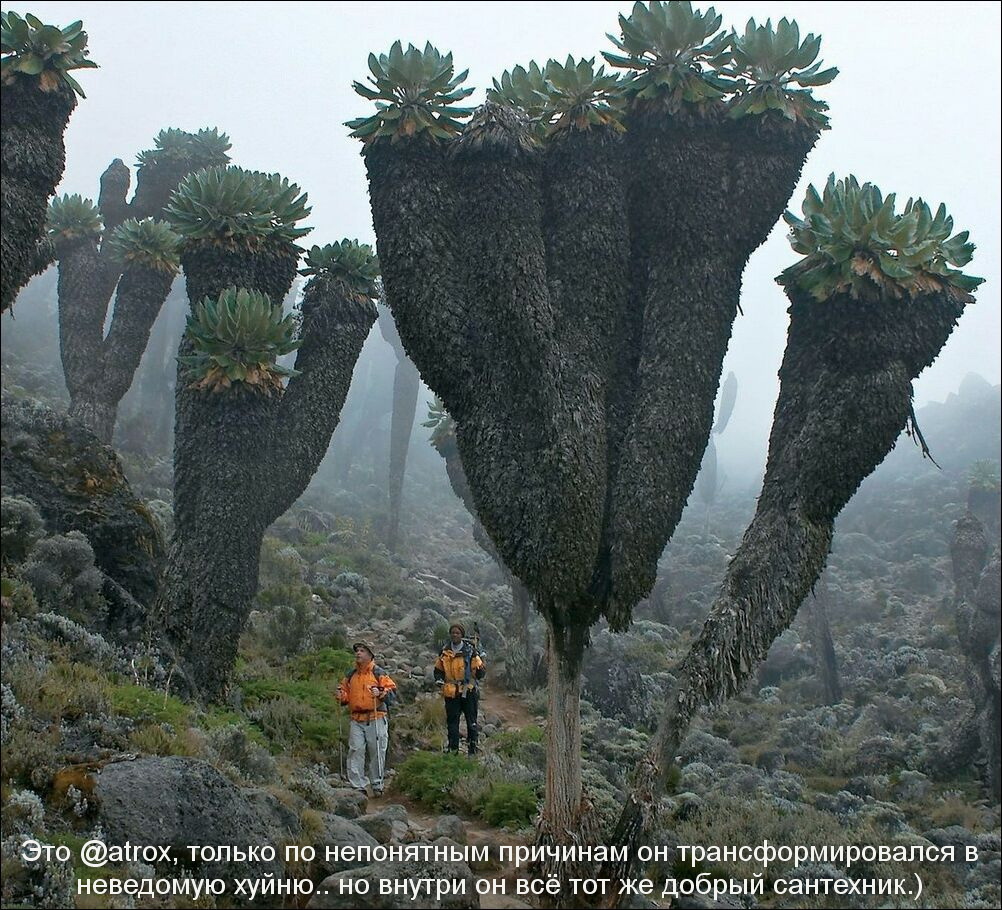 1002x910, 335 Kb / растение, турист, камень