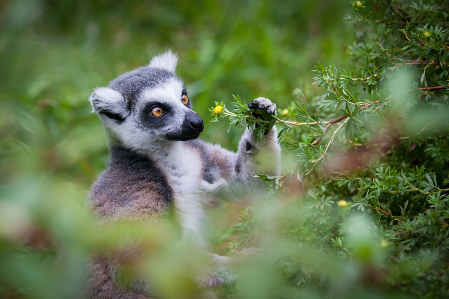 900x600, 127 Kb / лемур, цветок