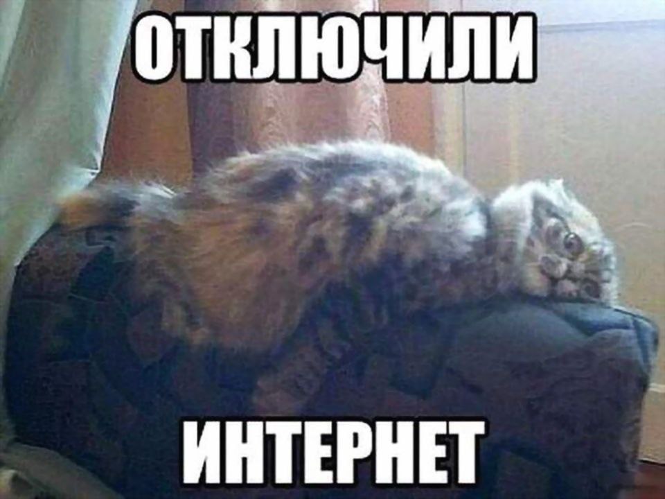 960x720, 77 Kb / кот, диван, спинка, взгляд, интернет