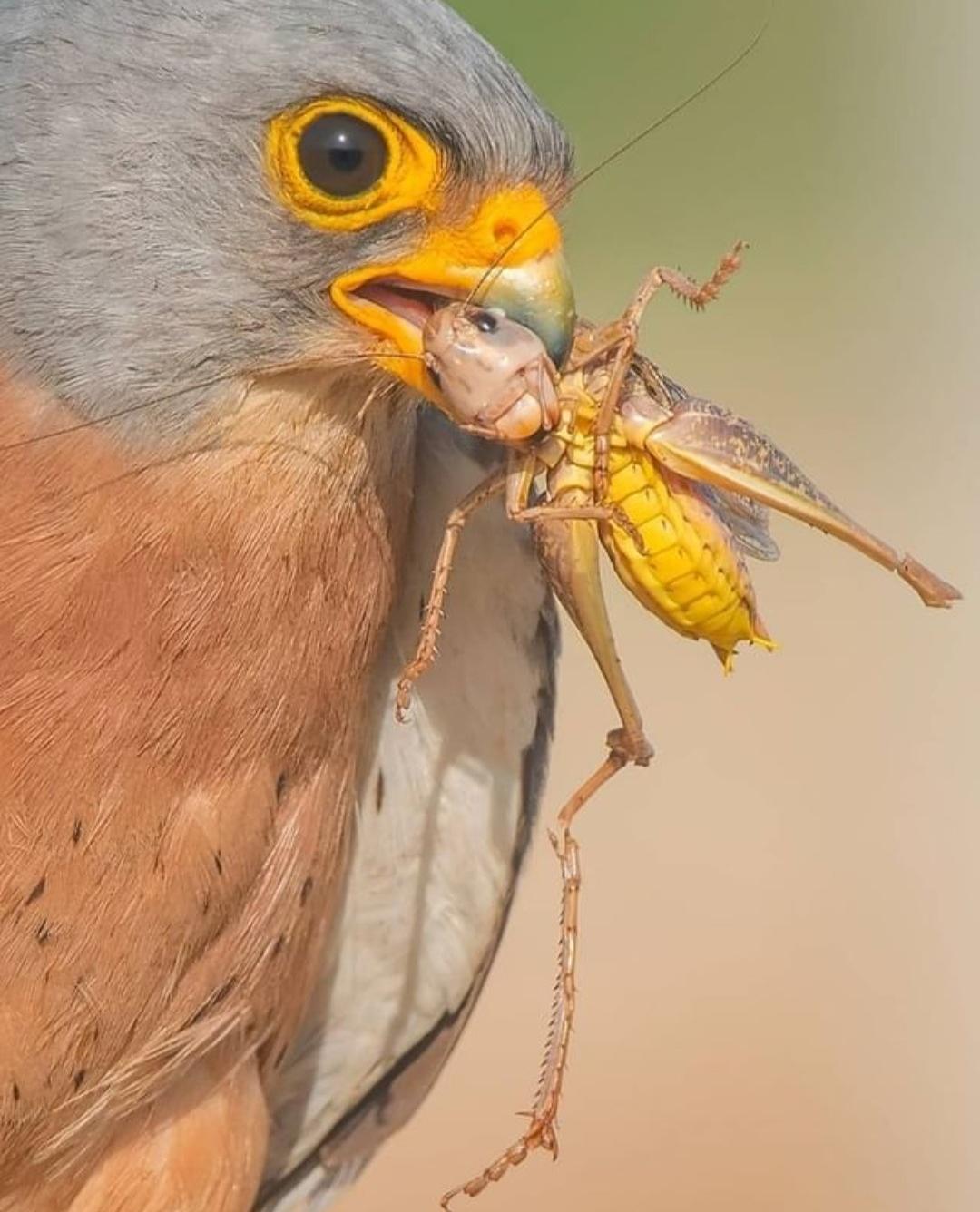 1080x1336, 134 Kb / Птица, насекомое, кузнечик