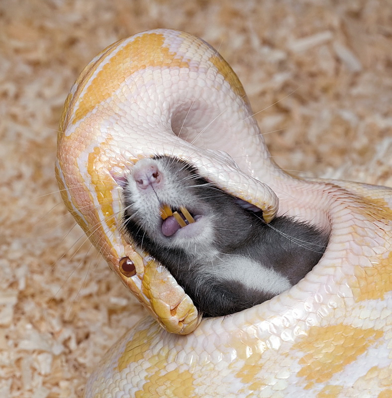 788x800, 267 Kb / крыса, змея